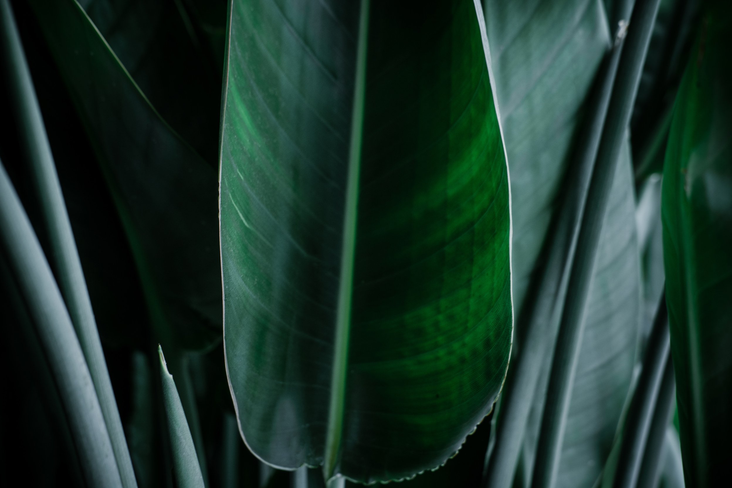Dark green palm leaves background